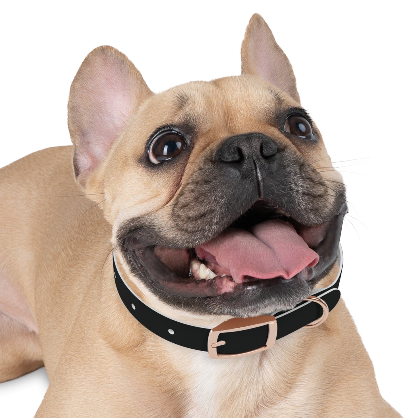 Personalized Dog Collar with Stylish Design - Custom Pet Accessory